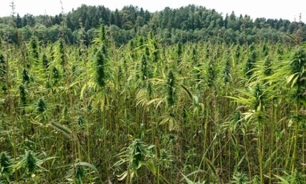 Lino Butkaus (VŽ) nuotr.