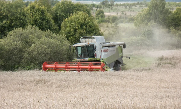 Lukšių žemės ūkios bendrovė šiemet uždirbs iš grūdinių kultūrų, kurias išankstiniais sandoriais pardavė dar žiemą. Šis uždarbis leidžia palaikyti ant nuostolio ribos balansuojančią pienininkystę. Vladimiro Ivanovo (VŽ) nuotr.