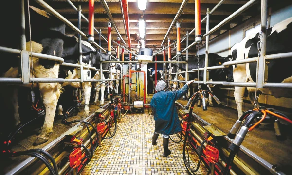 Stambūs ūkiai Lietuvoje gauna panašią kainą kaip kolegos iš Vokietijos ar Prancūzijos.
Stephane’o Mahe’s („Reuters“ / „Scanpix“) nuotr.