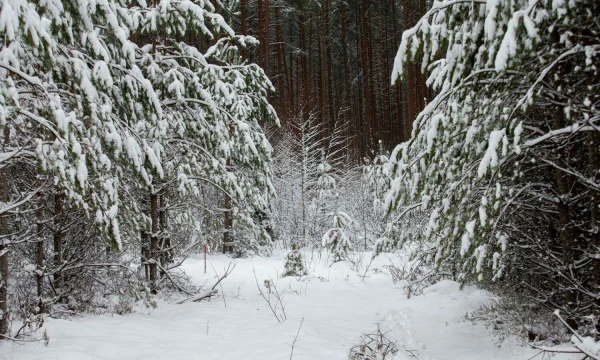 Juditos Grigelytės (VŽ) nuotr.