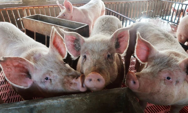 Dominique Patton („Reuters“ / „Scanpix“) nuotr.