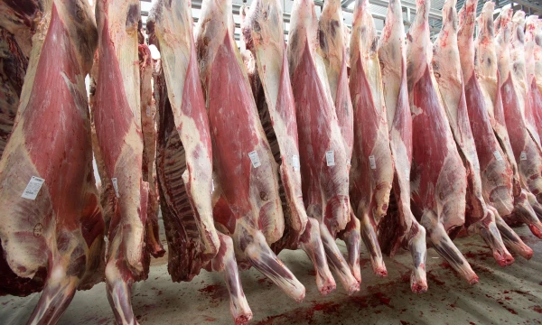 Jautieną į Kanadą galės vežti 19 ES valstybių, kurios šį leidimą turėjo iki 1996 m.  Vladimiro Ivanovo (VŽ) nuotr.