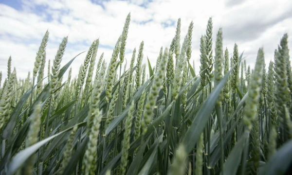 Juditos Grigelytės (VŽ) nuotr.