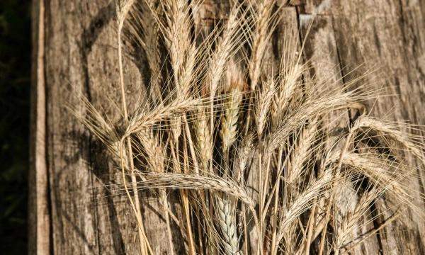 Vladimiro Ivanovo (VŽ) nuotr.