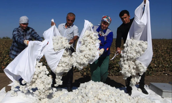 5653077 01.10.2018 Workers pour out harvested raw cotton at a farm field in Stavropol region, Russia, October 1, 2018. Šotton growing has been well developed in southern regions of Russia 50 years ago and this year farmers started to harvest it again after a long break. Denis Abramov / Sputnik