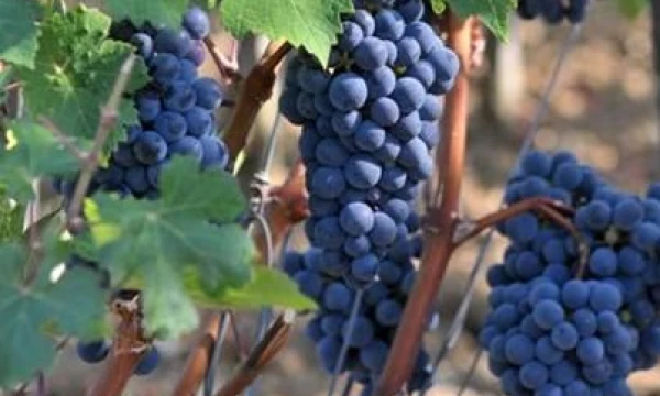 Prancūzijos Bordo vynuogynai.