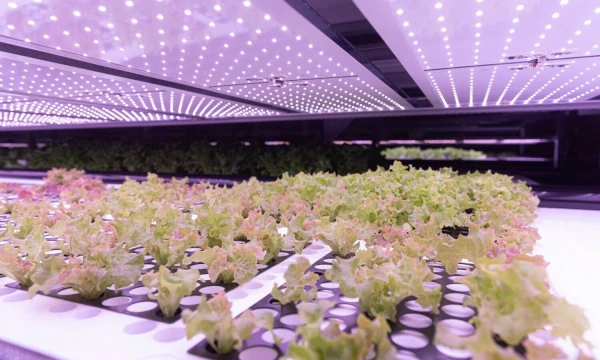 „Leafood“ vertikalus ūkis. Juditos Grigelytės (VŽ) nuotr.