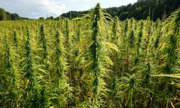 Lino Butkaus (VŽ) nuotr.