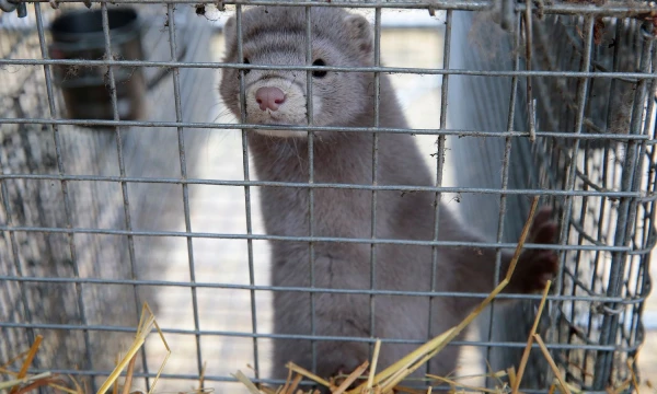 Vladimiro Ivanovo (VŽ) nuotr.