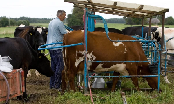 Už didesnį riebumą, skirtingai nei pas mus, papildomai nemokama.  Į Lenkiją vežamas tų ūkių, kurių tyrimų duomenys nėra ypatingai geri, žaliava.  Juditos Grigelytės (VŽ) nuotr.

