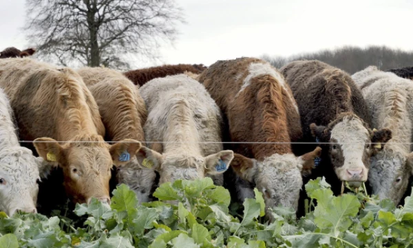 Renee Graham (AP Photo / „Scanpix“) nuotr.