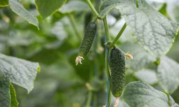 Juditos Grigelytės (VŽ) nuotr.