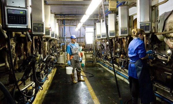 Rinktis technologijas, leidžiančias gaminti tik standartinę aukščiausios kokybės produkciją, žemdirbius spaudžia maisto pramonė, nustatanti grūdų ir kitų maisto produktų standartus. Vladimiro Ivanovo (VŽ) nuotr.