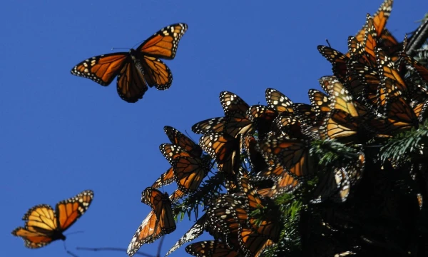Edgardo Garrido („Reuters“ / „Scanpix“) nuotr.