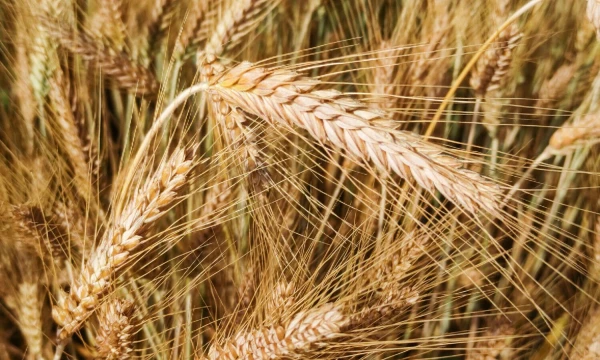 Vladimiro Ivanovo (VŽ) nuotr.