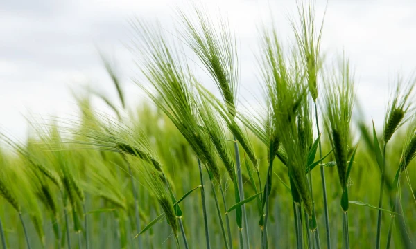 Juditos Grigelytės (VŽ) nuotr.