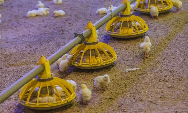 Vladimiro Ivanovo (VŽ) nuotr.