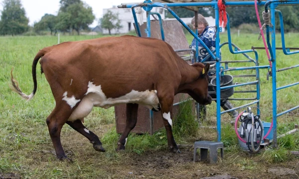 Ekologinis pieno ūkis. Juditos Grigelytės (VŽ) nuotr.