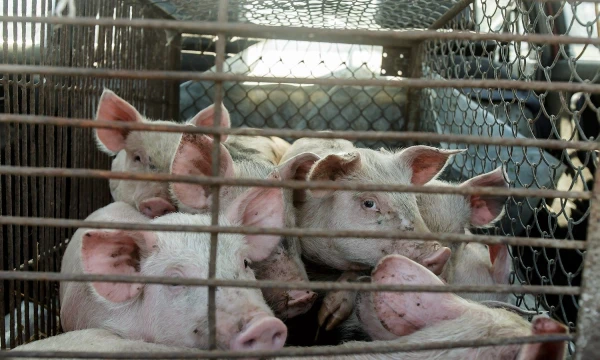 Vladimiro Ivanovo (VŽ) nuotr.