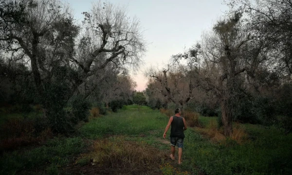Patogeno ‚Xylella‘ nusiaubti alyvmedžių sodai Italijoje. Gianluca Colonnese (SIPA/“Scanpix“) nuotr. 