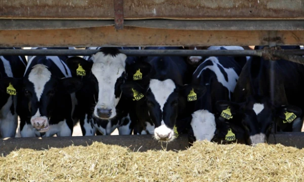 Darreno Haucko („Reuters“ / „Scanpix“) nuotr.