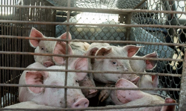 Vladimiro Ivanovo (VŽ) nuotr.