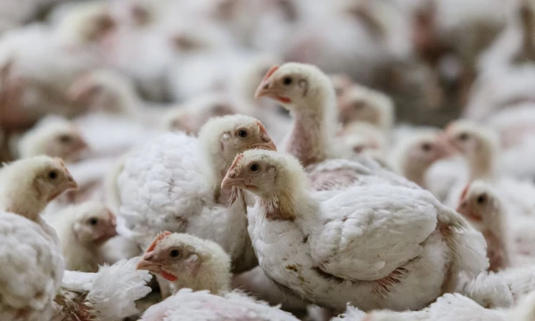 Juditos Grigelytės (VŽ) nuotr. 