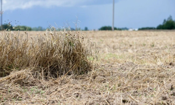 Juditos Grigelytės (VŽ) nuotr.