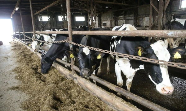 Vladimiro Ivanovo (VŽ) nuotr.