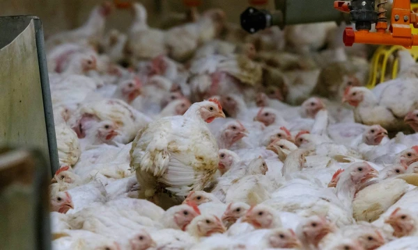 Vladimiro Ivanovo (VŽ) nuotr.