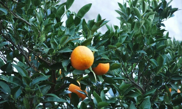 Beatričės Laurinavičienės (VŽ) nuotr.