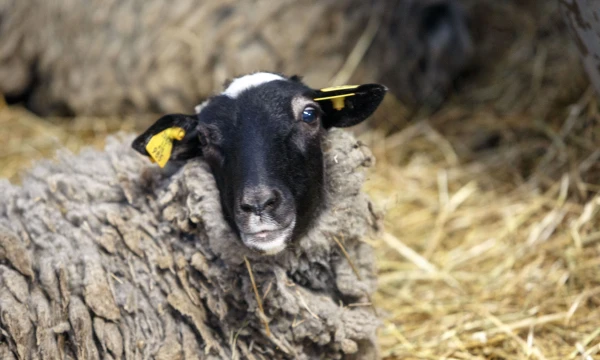 Vladimiro Ivanovo (VŽ) nuotr.