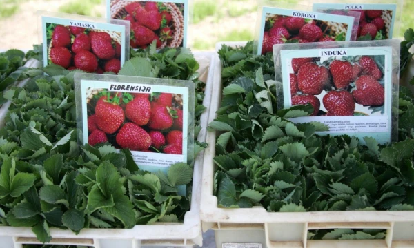 Algimanto Barzdžiaus (VŽ) nuotr.