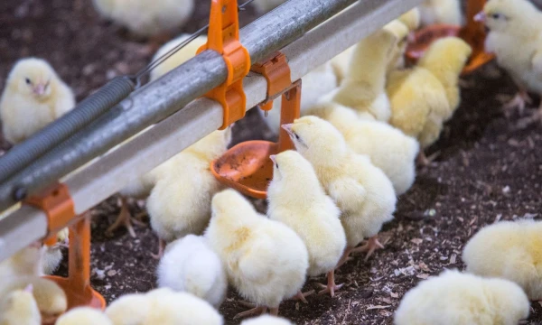 Juditos Grigelytės nuotr. 