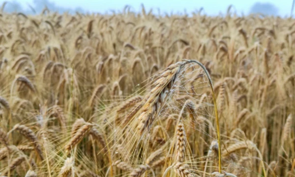Vladimiro Ivanovo (VŽ) nuotr.