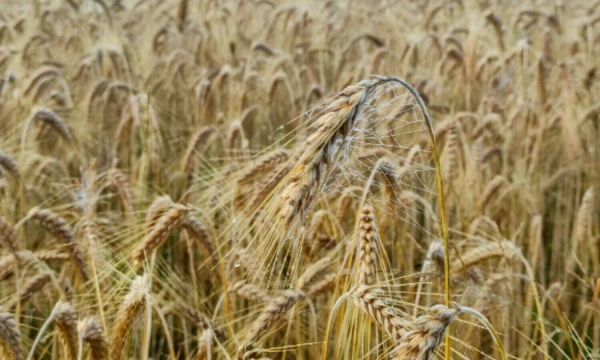 Vladimiro Ivanovo (VŽ) nuotr.