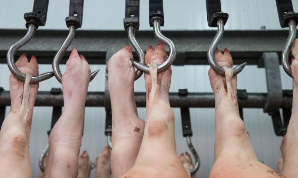 Juditos Grigelytės (VŽ) nuotr.