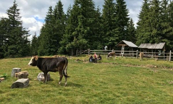 Naminiai gyvūnai. Vladimiro Ivanovo (VŽ) nuotr.