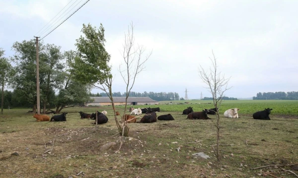 Vladimiro Ivanovo (VŽ) nuotr.