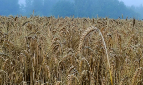 Vladimiro Ivanovo (VŽ) nuotr.