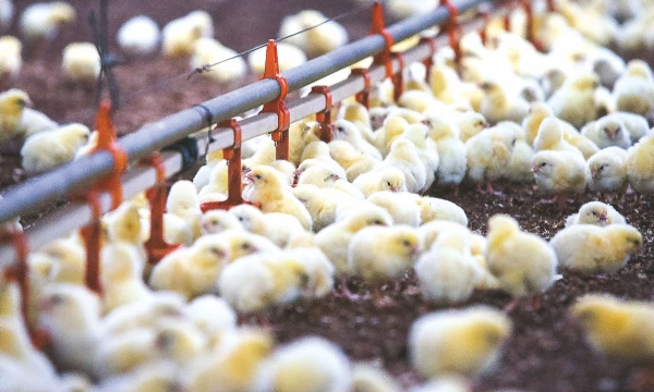 Lietuvos paukštininkams daugiau nerimo kelia ne konkurencija su kitais ES gamintojais, bet galimas Europos rinkos atvėrimas amerikiečiams. Juditos Grigelytės (VŽ) nuotr.