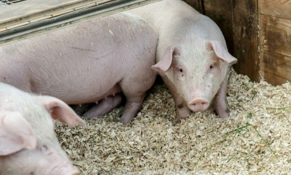 Vladimiro Ivanovo (VŽ) nuotr.