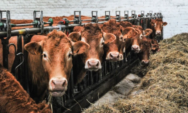 Sigitos Migonytės (VŽ) nuotr.