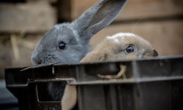Vladimiro Ivanovo (VŽ) nuotr.