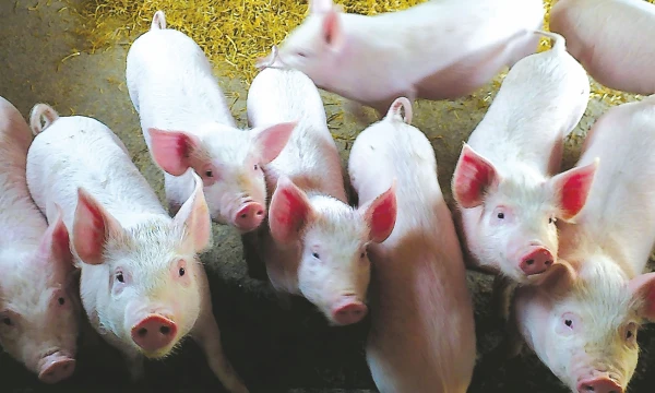 Kiauliena iš Lietuvos pernai vežta į 26-ias pasaulio valstybes.
„China Daily“ / „Reuters“ / „Scanpix“ nuotr. 