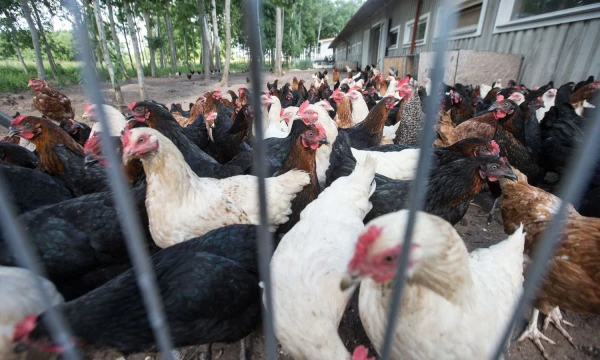 Juditos Grigelytės (VŽ) nuotr.