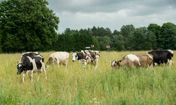 Juditos Grigelytės (VŽ) nuotr.