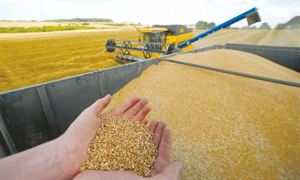 Pirmosios prognozės Lietuvai žada didesnį derlių nei praėjusiais metais.
Pascalio Rossignolio („Scanpix“ / „Reuters“) nuotr.