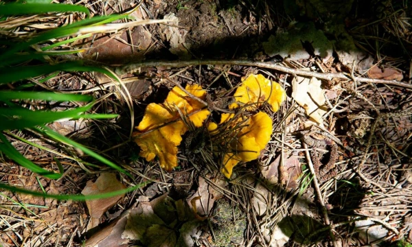 Juditos Grigelytės (VŽ) nuotr.