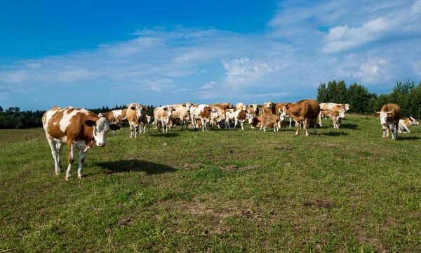 Vladimiro Ivanovo (VŽ) nuotr.